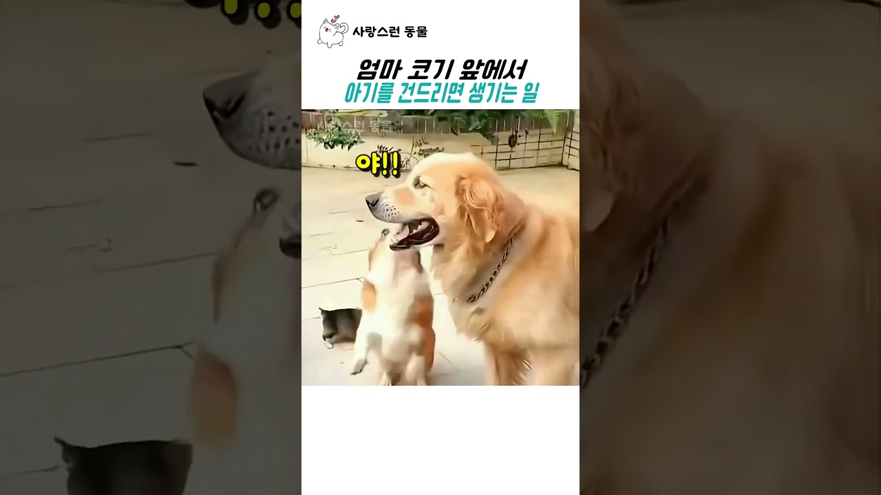 엄마 코기 앞에서 아기를 건드리면 생기는 일