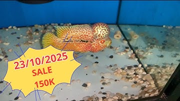 Cá La Hán Kamfa Nhí ( 25/10/2025. Đt : 0933.480.661 )