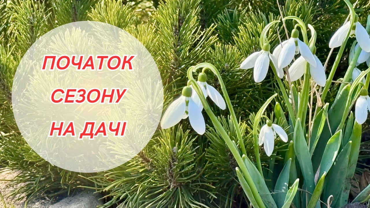Перші квіти весни🌸 Що квітне зараз і що вирощую на підвіконні.