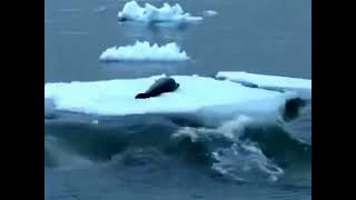 Касатки сбрасывают тюленя со льдины