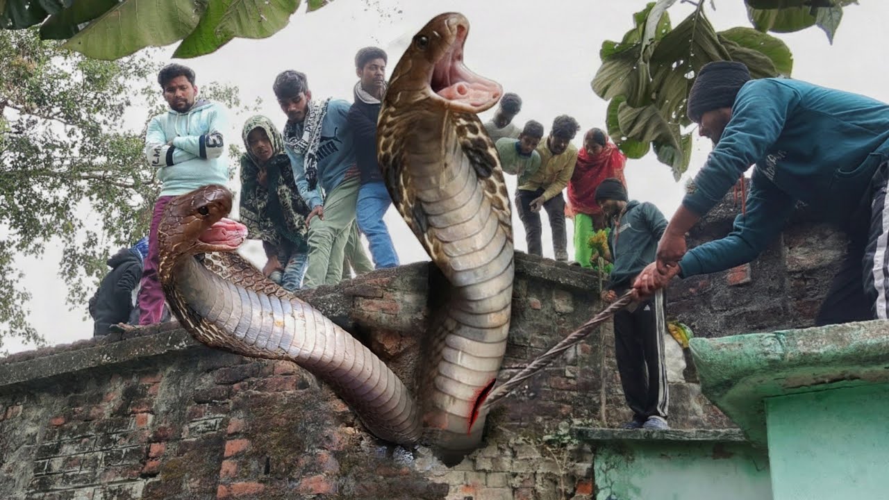 15 फिट ऊंची दीवार गिरते ही बेहद गुस्सैल नाग ने कर दिया अटैक 😱फिर कैसे लोगो में इसे देख हड़कंप मच गया।
