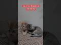 Let's Rumble #cat #funnycats #shortsfeed #shorts #trending