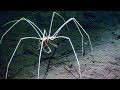 Terrible Deep Sea Creatures You&#39;ve Never Seen Before