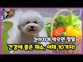 강아지가 먹으면 정말 건강에 좋은 채소, 야채 10가지! 【강아지 화식│사랑하는 강아지│강아지 사랑해】