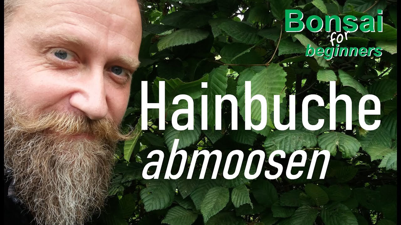 Abmoosen einer Hainbuche, etwas über Substrat und Dünger