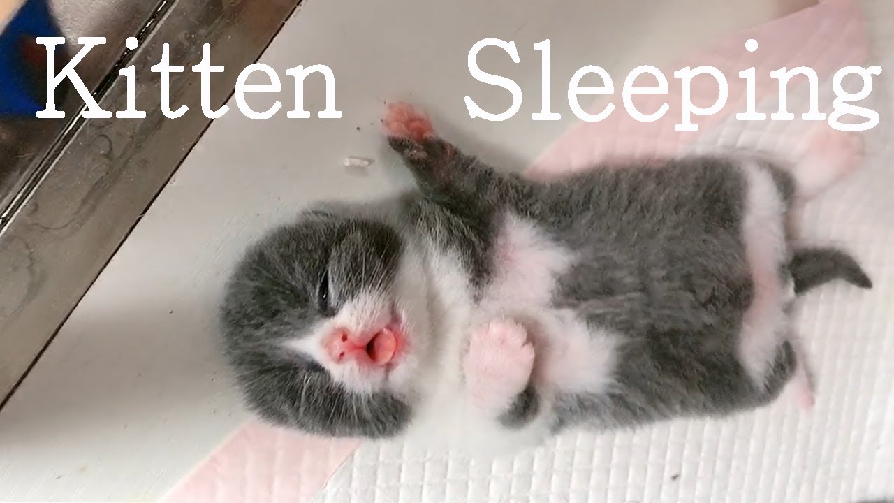 How kitten sleep at night YouTube