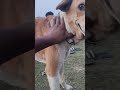 Dog ने मुझसे Kiss मांगा 😳🐶 | ना देने पर हो गया उदास