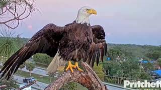 🦅 Welcome to the world of eagle E21 and E22, Bienvenidos pequeños 🐣💕