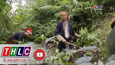 Người Dao đỏ vững sinh kế từ rừng | THLC