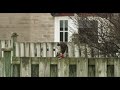 Hawk Eating Footage