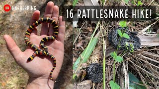 Finding 16 Pygmy Rattlesnakes and a Scarlet Kingsnake on One Hike in Central Florida!