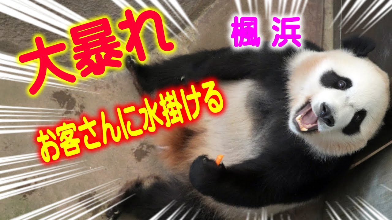 【トンガリ姉妹が相次いで大暴れ】子パンダ楓浜お客さんに水かける 飼育員さ～ん早く来て下さ～い
