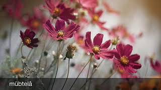 Marjan Farsad Afsaneh