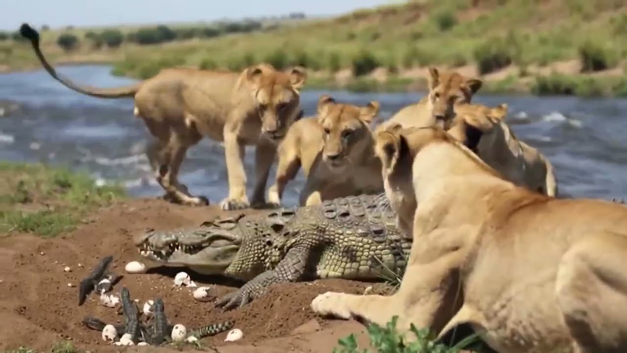 "Mother crocodile save her young from lioness steal" 