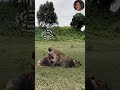Hyena hunt impala #shots #shorts #animallover #animals #viral #wildlife #viralvideoシ #wildanimals