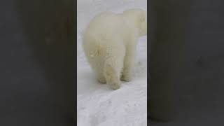 Polar Bear Playground ❄️🐾