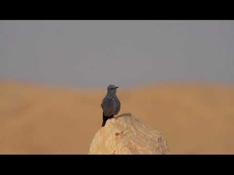 سمنة الصخور الزرقاء Blue Rock Thrush
