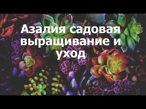 Вопрос: Как называется это уличное растение?