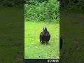 Turkey Vulture Pays Us A Visit! #vultures #vulture #birdwatching #birdwatch #pennsylvania #birds