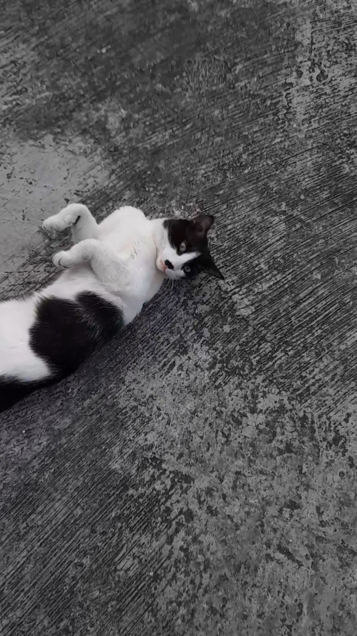 Kitty - YouTube