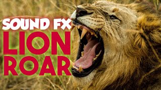 The #AnimalSounds: #Lion Roar - #SoundEffect - #Animation #LionVideo  #forKids