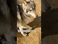 ハイコンテンツのレベルの違い【ウルフドッグ】#狼犬