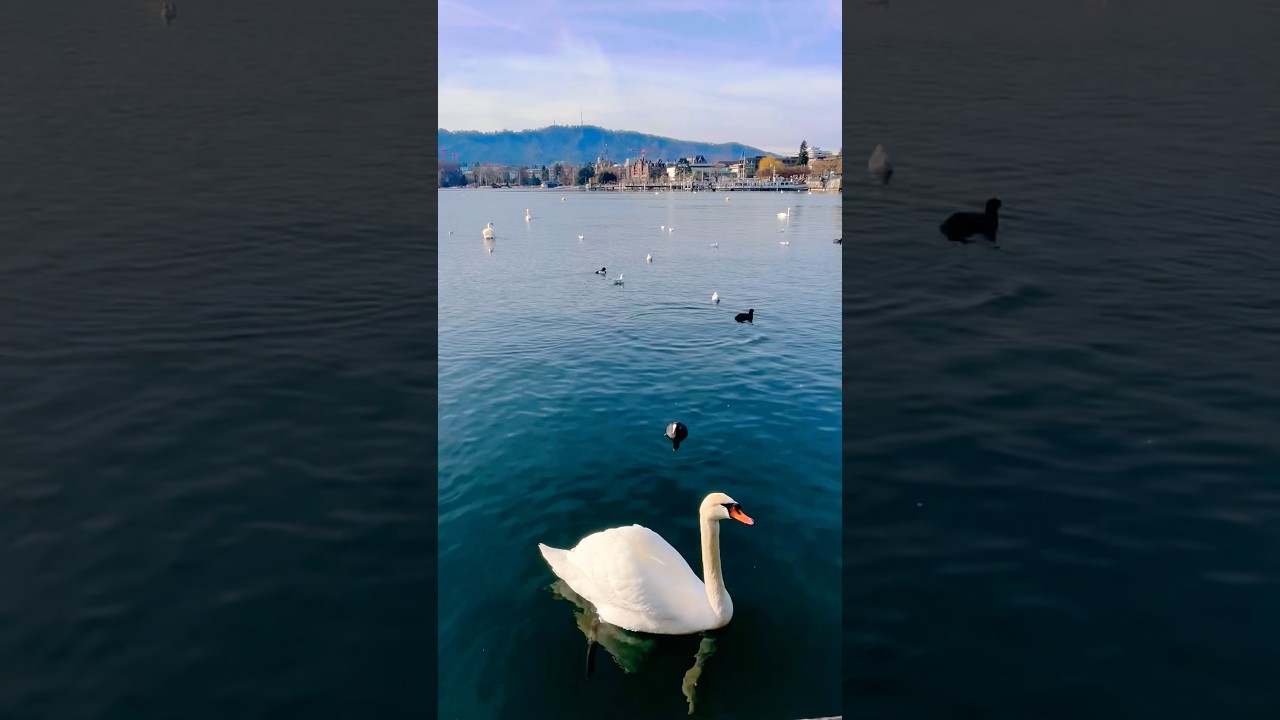 Beautiful Swan 🦢 Zurich Lake Switzerland 🇨🇭 
