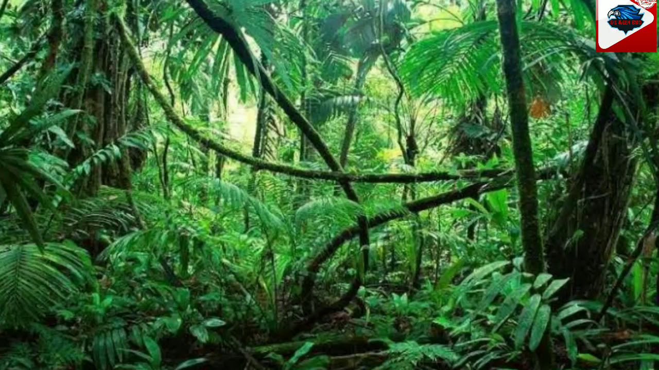 Suara ratusan Burung Bersahutan dalam hutan BISA DIGUNAKAN PENYEMBUHAN