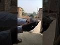 Lalcheena Kabutar Baccha Hai #pigeonhouse #pigeon #trend #shorts #animalshorts #viral #kabootar