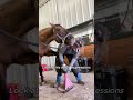 Laugh Nonstop With These Goofy Horses#HilariousHorses #SillyHorses #GoofyHorses#FunnyFarmAnimals