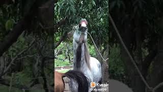 7 Jany Jesus Cavalo Passa A Língua Na Égua
