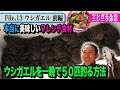 【閲覧注意】巨大ウシガエルがすし詰め！一晩で50匹釣る方法　天然食材ハンター谷田圭太の野人塾　File13 《ウシガエル 前編》