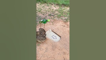 Really unique bird trap easy - quail trap #shorts #youtubeshorts