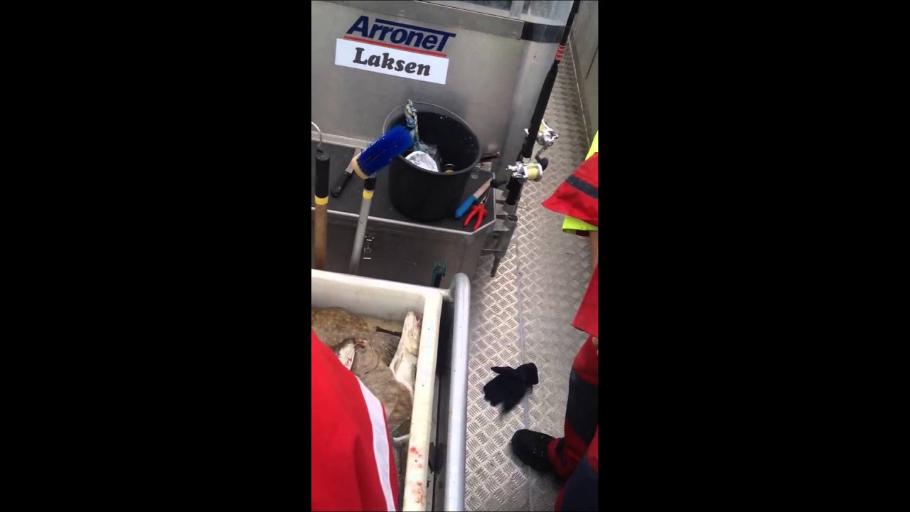 Drill einer 3 kg. Scholle aus Havoysund