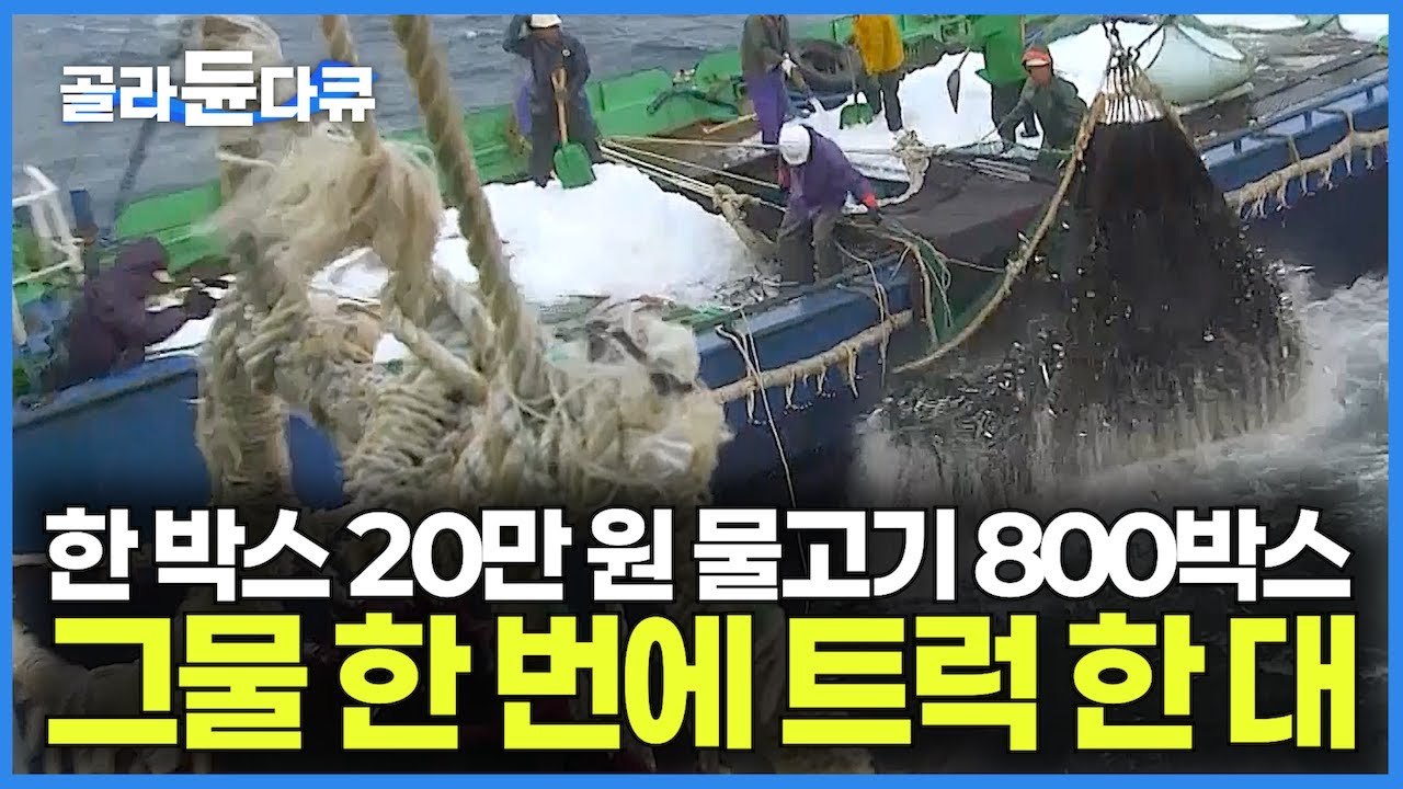 한 박스 20만 원인데 800박스 대박｜물고기 가둬놓고 퍼냈더니 한 그물에 트럭 한대씩 32,000kg 쏟아진다｜한국의 대규모 거대 어업 선단의 고기잡이｜한국기행｜#골라듄다큐