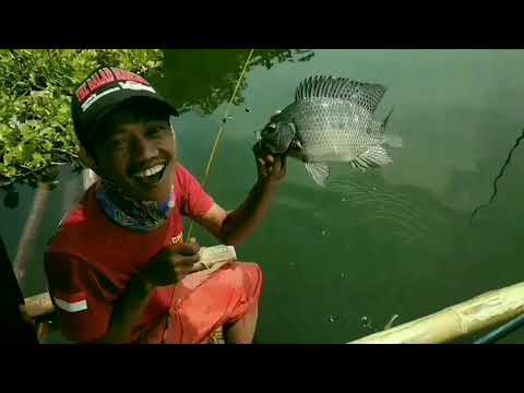 Mancing Jatiluhur Strike Ikan Nila Badot Batubuyung 2020 Terbaru Ikan Nila Babon Nila Jajalon Youtube