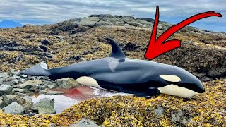 Orca Got Stuck on rocks in Alaska For 6 Hours !  When Rescuers Arrived, Something Incredible Happens
