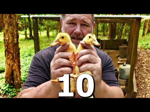 Videó: Miért ápolják magukat a kacsák?