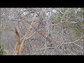 Mongoose FIGHTS Black Mamba Snake