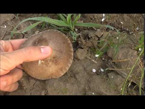 Raccolta Funghi Di Ferla E Panicaudu In Sicilia Novembre 2014 Youtube