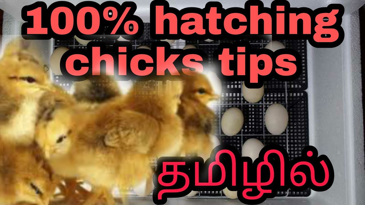 Egg incubator hatching tips in Tamil