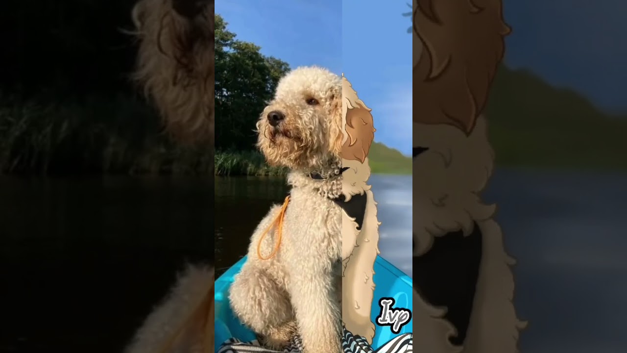 Doodling a labradoodle. Before & after timelapse. 