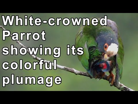 White-crowned Parrot 