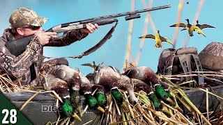 MALLARD Limit in TOUGH Conditions! (All Drakes) | 28 Gauge Duck Hunting