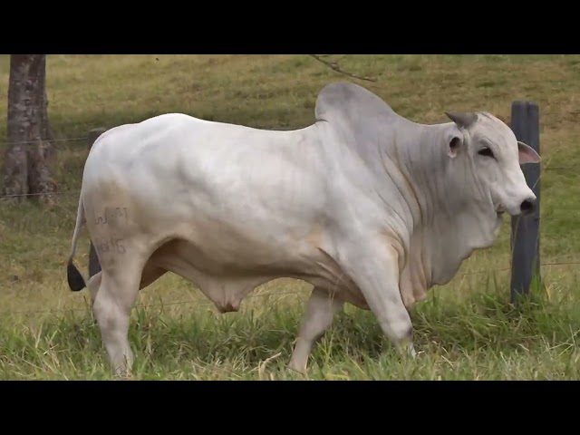 Lote 26   Leilão Touros Fazenda Santa Tereza