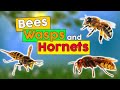 🆕 Bees Wasps and Hornets ➡ Bees Wasps Hornet Facts 2020 Video 🐝🐝