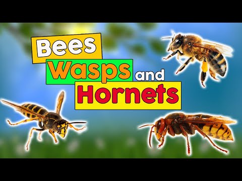 Wideo: Wszystko o pszczołach, osach i szerszeniach