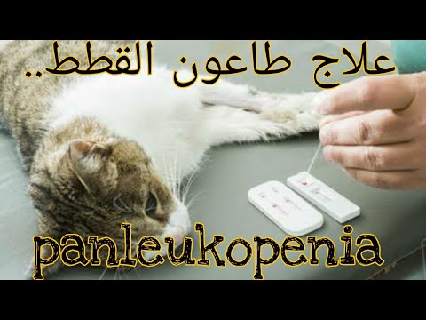 علاج طاعون القطط..panleukopenia الفيروس المميت للقطط؟؟!!🐱🐈‍⬛