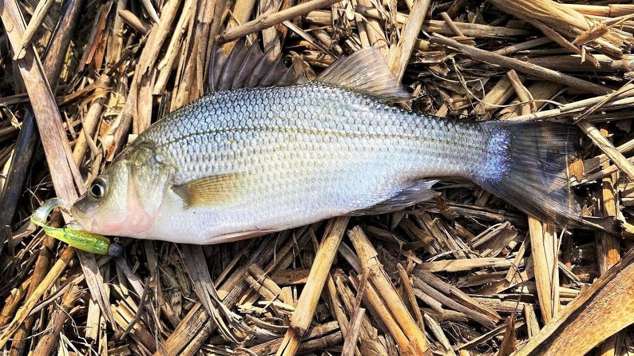 Non-stop White Perch & Carp on the Jig! 1/30/23 Long Island, New York
