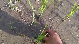 Hunting for Golden Snails,protecting young rice plants